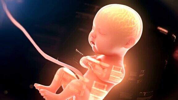 婴儿的大脑和神经系统3d渲染胎儿的大脑里面有x光片4k.(4096*2160)