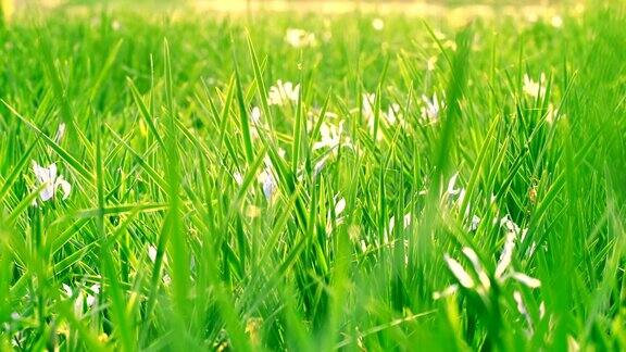 背景绿草与小花