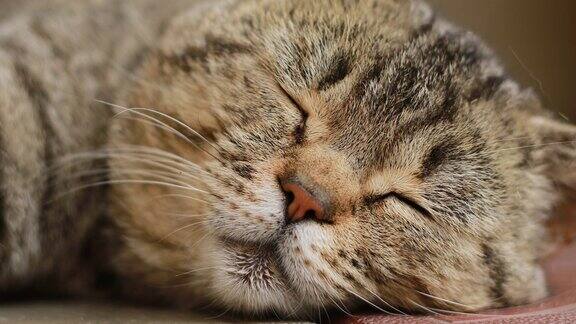 英国虎斑猫的特写肖像四处张望英国纯种猫休息闭上眼睛睁开眼睛绿色的大眼睛头鼻子耳朵胡子动物关闭了有趣的宠物4k