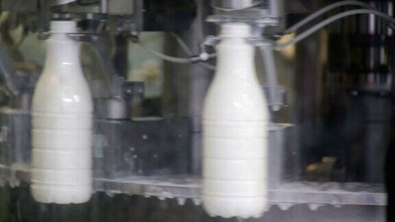 在牛奶公司的生产线上白色塑料奶瓶的镜头瓶子被填充密封和将要贴标签