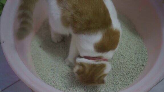 橙色的猫在猫砂和掩埋粪便