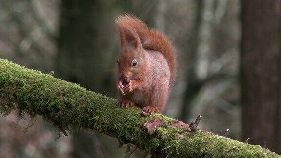 苏格兰森林里红松鼠坐在长满苔藓的树枝上吃榛子