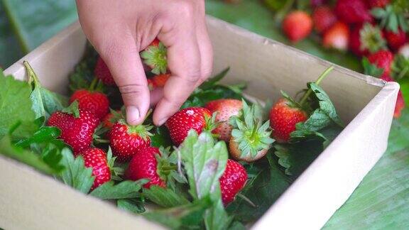 草莓采摘和挑选新鲜的草莓出售