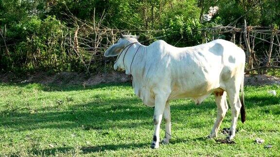 奶牛站在地里吃草