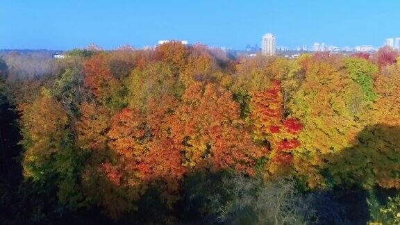 加拿大多伦多的秋色