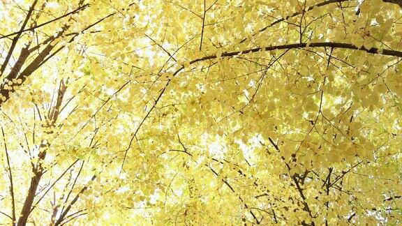 秋天树上的黄叶