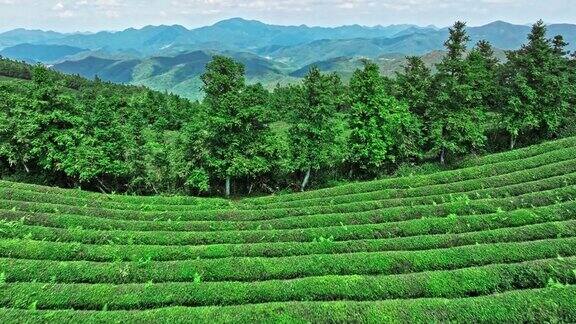 杭州绿茶种植园鸟瞰图