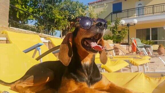 一只戴着墨镜的狗懒洋洋地躺在泳池边的躺椅上