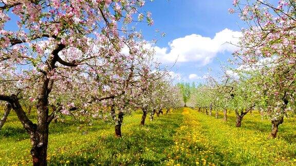 苹果园花团锦簇