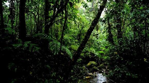 哥斯达黎加Monteverde云雾森林:在雨中云雾弥漫苔藓覆盖了林木线