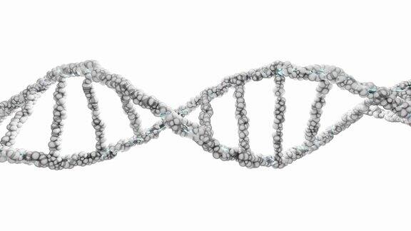 白色背景上的DNA双螺旋动画无缝循环和绿屏科学与遗传信息概念设计