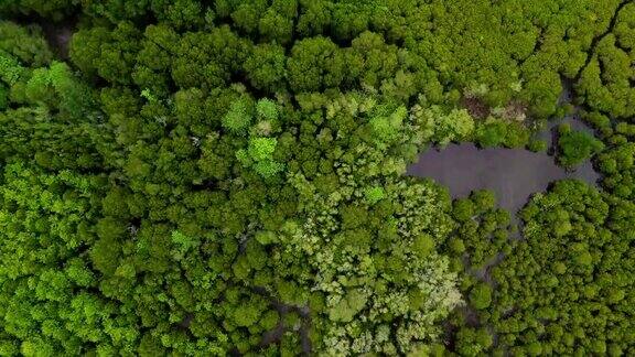 泰国罗永县普拉赛河口的东叉通红树林或金红树林
