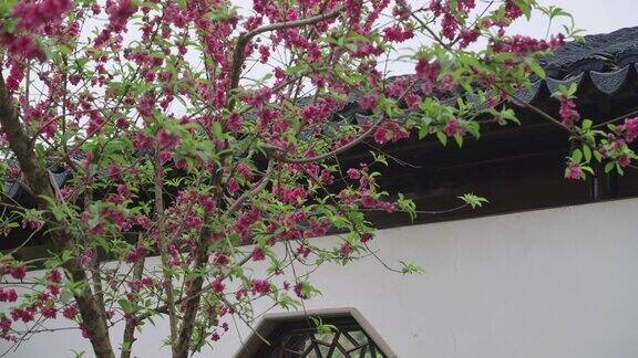 一个中国古代花园中的桃花的特写