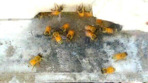 4k4k分辨率时间流逝:养蜂人去除花蜜蜂群