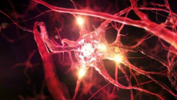 在神经元细胞网络内的旅程红色的Loopable