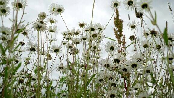 夏天的雨天美丽的白色雏菊在风中透过野花从下往上望深蓝色的天空昆虫给野花授粉多莉季节、生态、天气