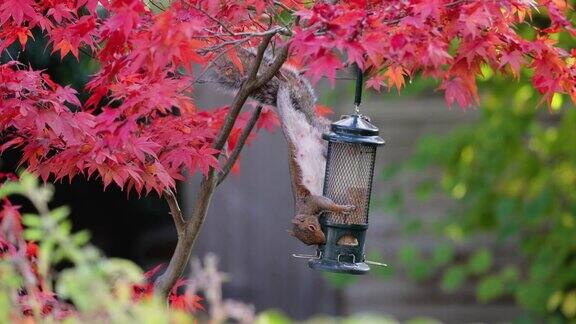 灰松鼠在一棵彩色的日本枫树上吃鸟食器