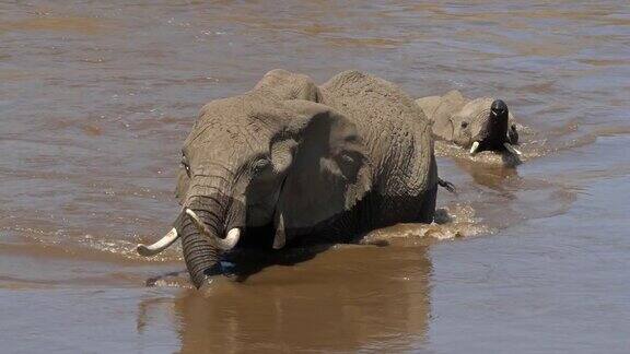 非洲象loxodontaafricana母象和幼象过河肯尼亚马赛马拉公园实时4K