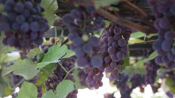 成熟的伊莎贝拉葡萄或葡萄的分枝葡萄藤秋收季节