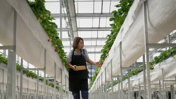 中年亚裔女草莓农在农场采摘草莓有机园艺有机植物