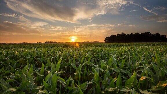 8K拍摄的玉米田在日落