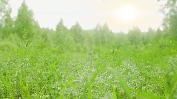 夏季森林里的草特写