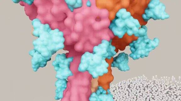 SARS-CoV-2刺突蛋白聚糖盾牌(蓝色)挫败了宿主的免疫反应冠状病毒结构