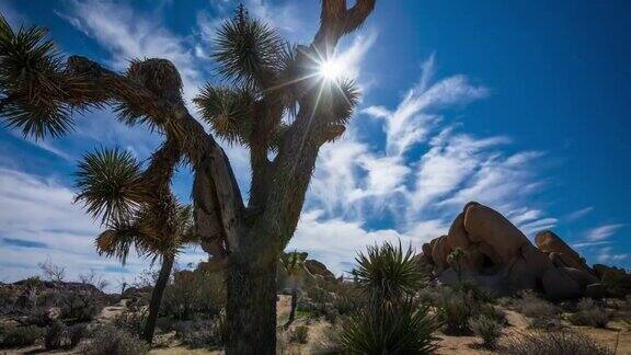 沙漠中的约书亚树-延时跟踪拍摄