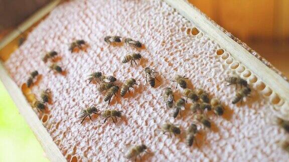 养蜂人从蜂箱里拿出一个装有蜂蜜和蜜蜂的巢架