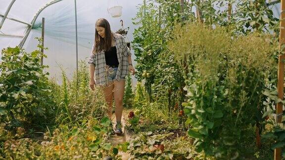 SLOMO培育自然:年轻女农民倾向于在夏季温室中茁壮成长的番茄植株