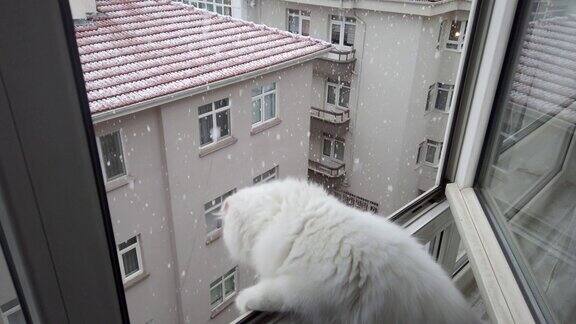 苏格兰长毛折毛猫6个月大的小猫第一次看到下雪