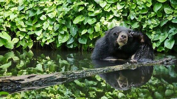 亚洲黑熊抓头和放松在池塘