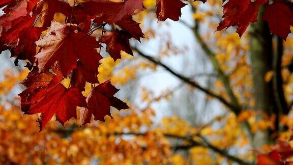 秋天公园里黄色、橙色和红色的秋叶自然背景
