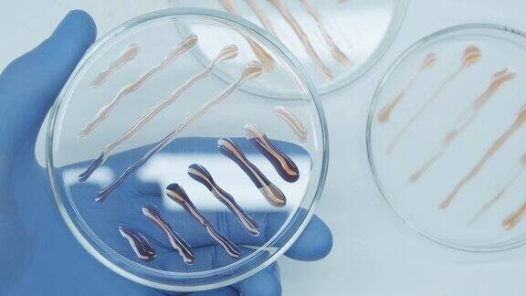 细菌在培养皿中培养