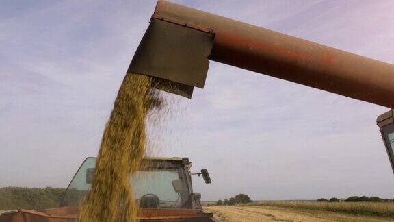 在金色的田野里脱粒机在卡车拖拉机的拖车里卸载小麦