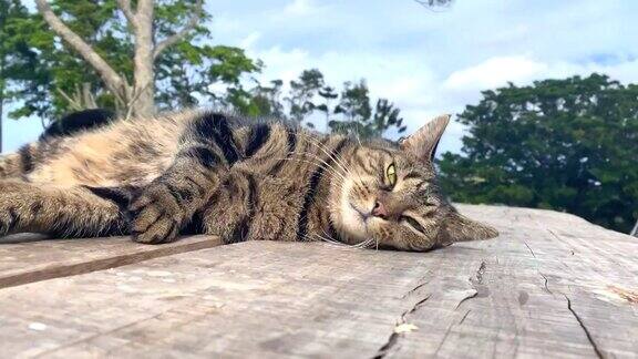 虎斑猫在木桌上放松