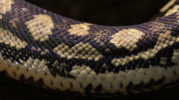 身体鳞片的钻石蟒蛇蛇在一个饲养箱呼吸-莫雷利亚spilota
