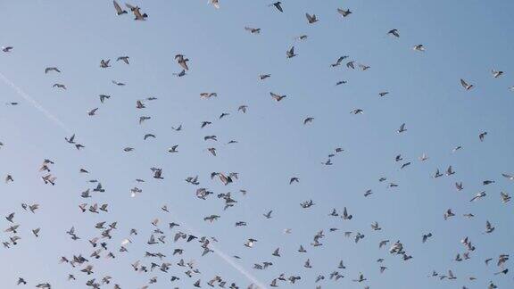 天上有一群鸽子