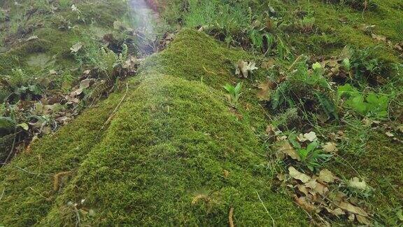 美丽的绿色苔藓上的岩石在森林深处苔藓特写