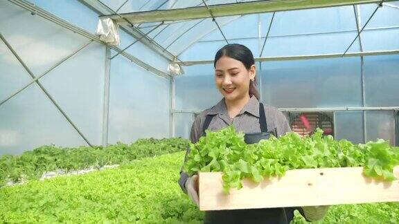 农民在水培大棚农场里抬着有机沙拉蔬菜箱向消费者转发农业业务