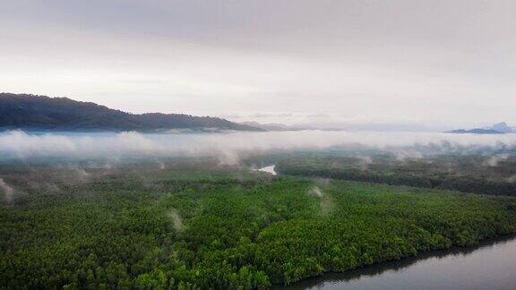 泰国普吉岛的红树林