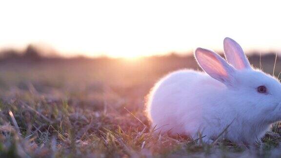 可爱的小兔子坐在绿色的草坪上看日落可爱的宠物和宠物