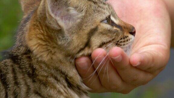 可爱可爱的棕色虎斑猫在草地上