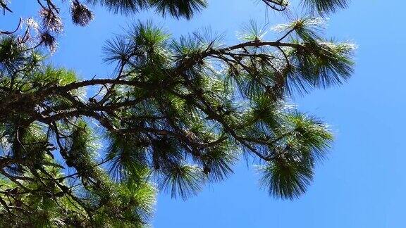蓬松的绿雪松树枝在风中摇摆4k的片段