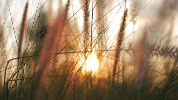 散焦日落与金色草地的阳光