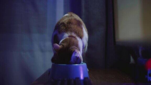一只猫在吃猫碗里的食物