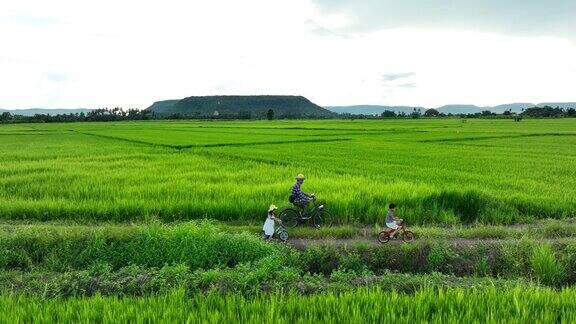 一家人在稻田里骑自行车