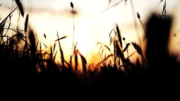 小麦的落日剪影