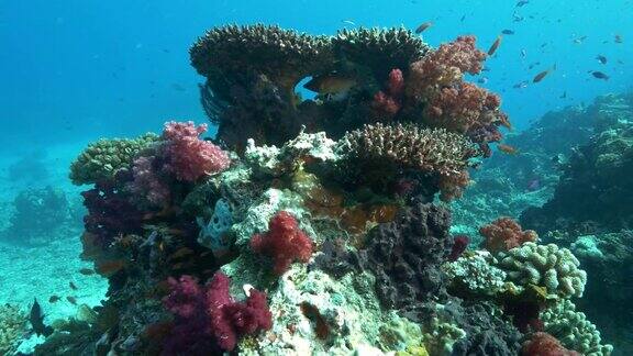 斐济彩虹礁上的硬珊瑚和软珊瑚