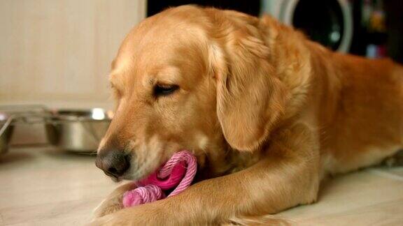 美丽的金毛猎犬躺着玩它的粉红色玩具咀嚼它